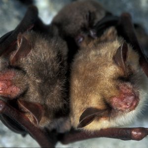 Myotis myotis