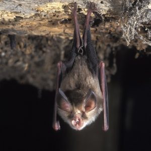 Rhinolophus euryale