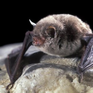 Myotis capaccinii
