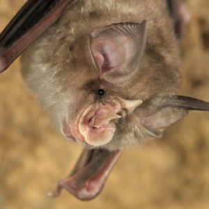 Rhinolophus blasii