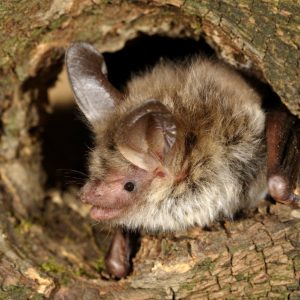 Myotis bechsteinii