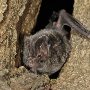 Barbastella barbastellus