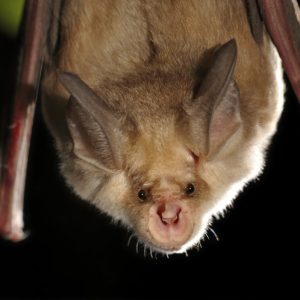 Rhinolophus mehelyi