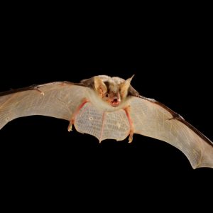 Myotis mystacinus