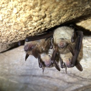 Results from bat winter monitoring