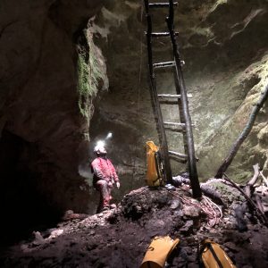 Results from bat summer monitoring