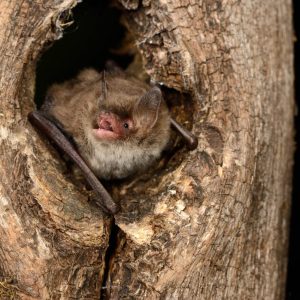 Myotis daubentonii