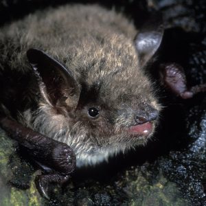 Myotis dasycneme
