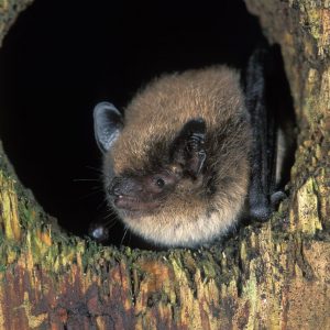 Myotis brandtii