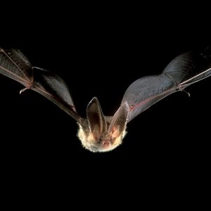 Plecotus auritus
