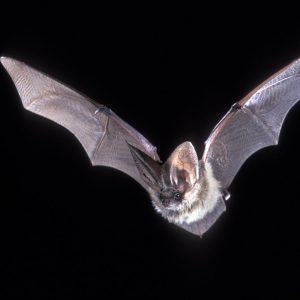 Plecotus austriacus