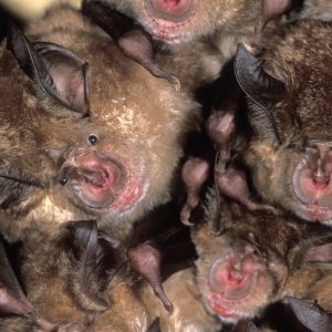 Rhinolophus ferrumequinum