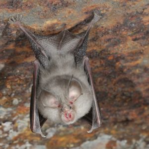 Rhinolophus hipposideros