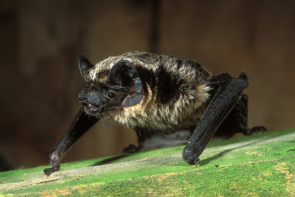 Parti-coloured bat