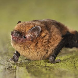 Pipistrellus pipistrellus