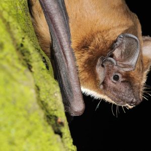 Nyctalus noctula
