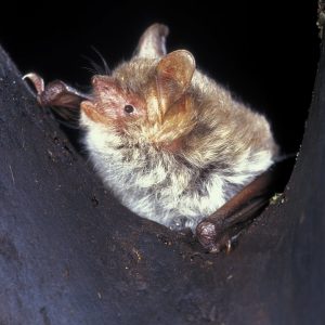 Myotis nattereri