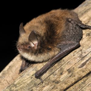 Myotis aurascens