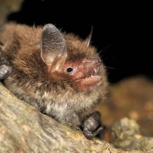 Myotis alcathoe