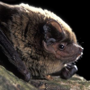 Nyctalus leisleri