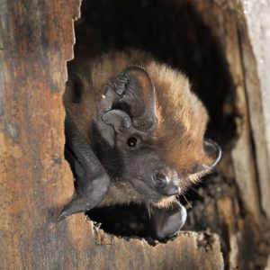 Nyctalus lasiopterus