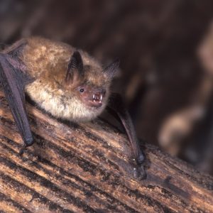 Myotis emarginatus